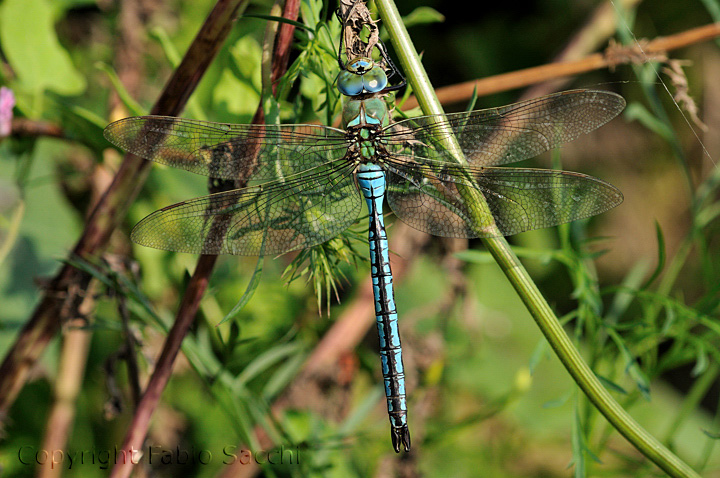 Quiz facile facile - Anax imperator (maschio)